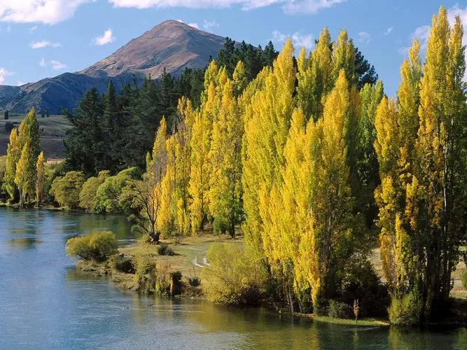 绿色绿色